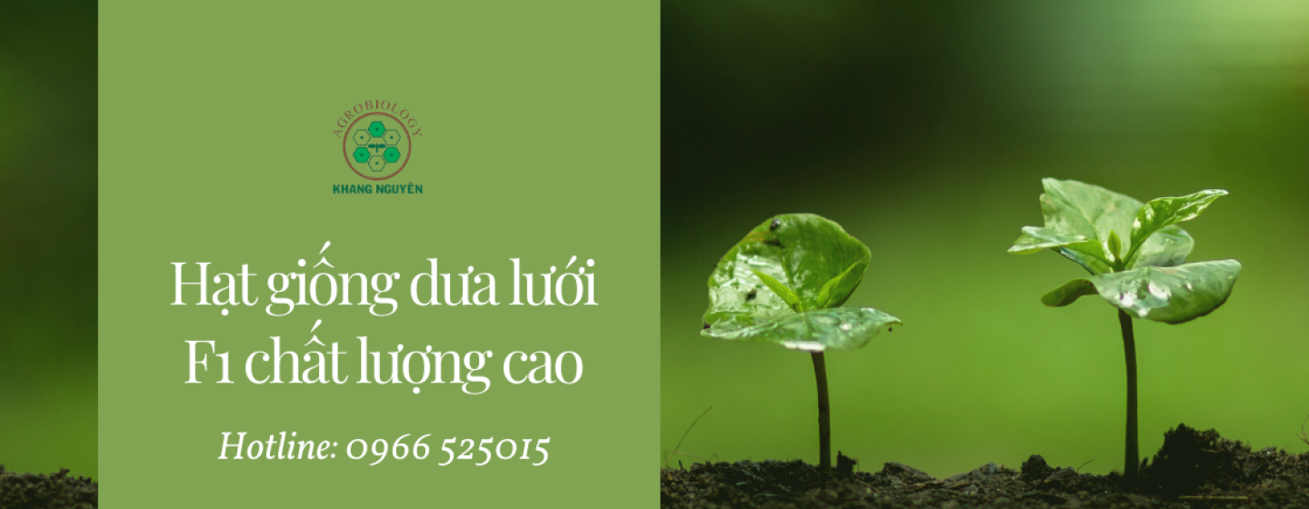 banner hạt giống